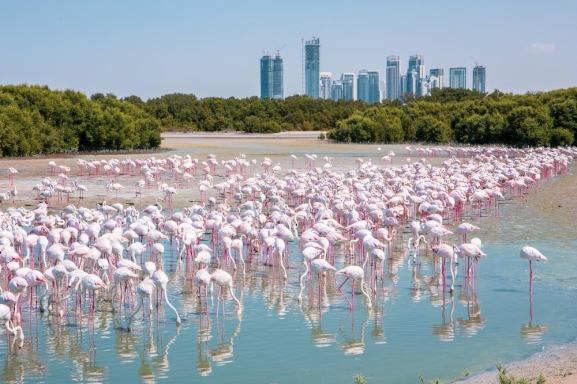 A A E: ARBIJAS GRAND TOUR: KUVEITA, BAHREINA, KATARA UN ARBU EMIRTI  DUBAIJA UN AB DAB