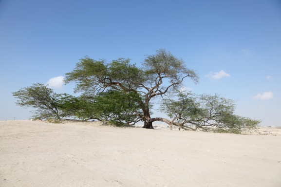 A A E: ARBIJAS GRAND TOUR: KUVEITA, BAHREINA, KATARA UN ARBU EMIRTI  DUBAIJA UN AB DAB