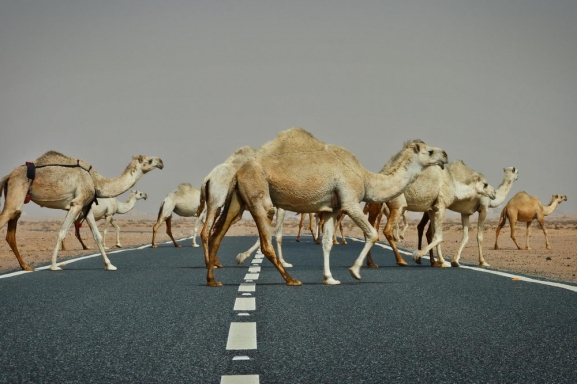 A A E: ARBIJAS GRAND TOUR: KUVEITA, BAHREINA, KATARA UN ARBU EMIRTI  DUBAIJA UN AB DAB