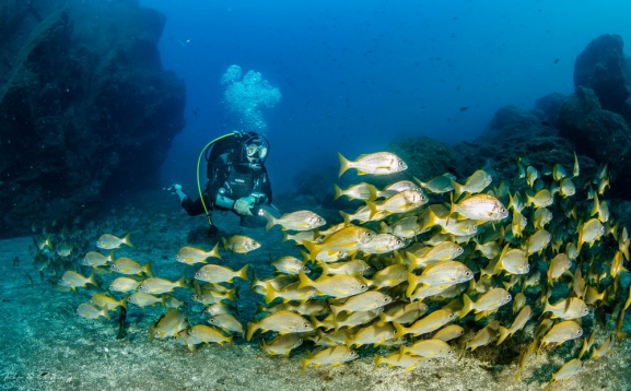 Madeira: ATLANTIJAS PRLE MADEIRA UN  ATPTA ZELTA SAL PORTO SANTO 