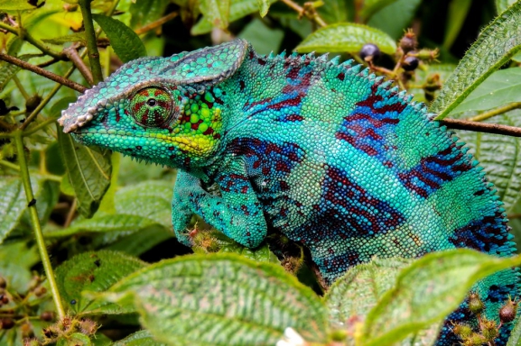 Madagaskara: PĀRSTEIDZOŠĀ REINJONA UN KRĀSAINĀ MADAGASKARA AR NOSY BE SALU – LEMURU UN AKMENS MEŽU ZEME