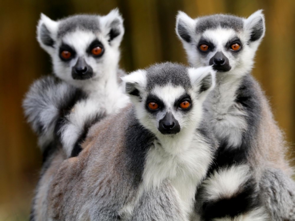 Madagaskara: PĀRSTEIDZOŠĀ REINJONA UN KRĀSAINĀ MADAGASKARA AR NOSY BE SALU – LEMURU UN AKMENS MEŽU ZEME