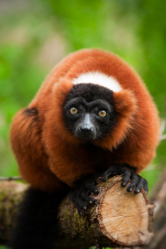 Madagaskara: PĀRSTEIDZOŠĀ REINJONA UN KRĀSAINĀ MADAGASKARA AR NOSY BE SALU – LEMURU UN AKMENS MEŽU ZEME