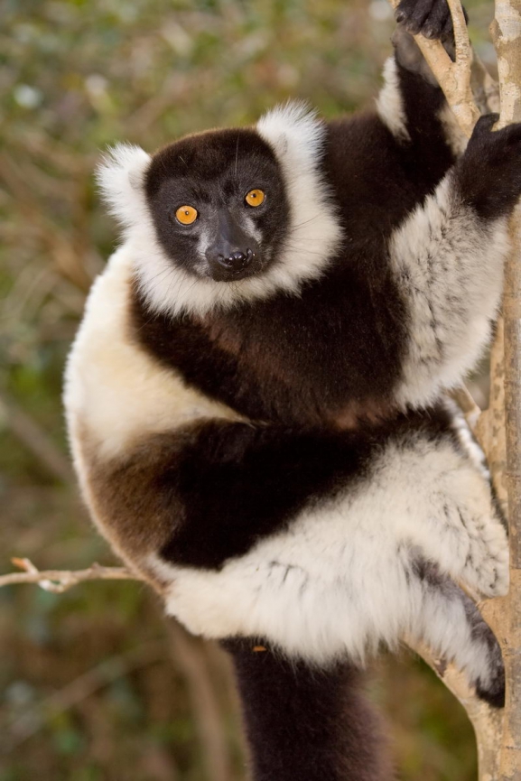 Madagaskara: PĀRSTEIDZOŠĀ REINJONA UN KRĀSAINĀ MADAGASKARA AR NOSY BE SALU – LEMURU UN AKMENS MEŽU ZEME