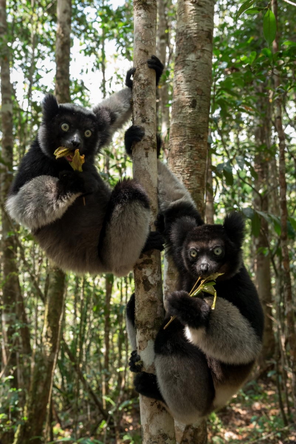 Madagaskara: PĀRSTEIDZOŠĀ REINJONA UN KRĀSAINĀ MADAGASKARA AR NOSY BE SALU – LEMURU UN AKMENS MEŽU ZEME